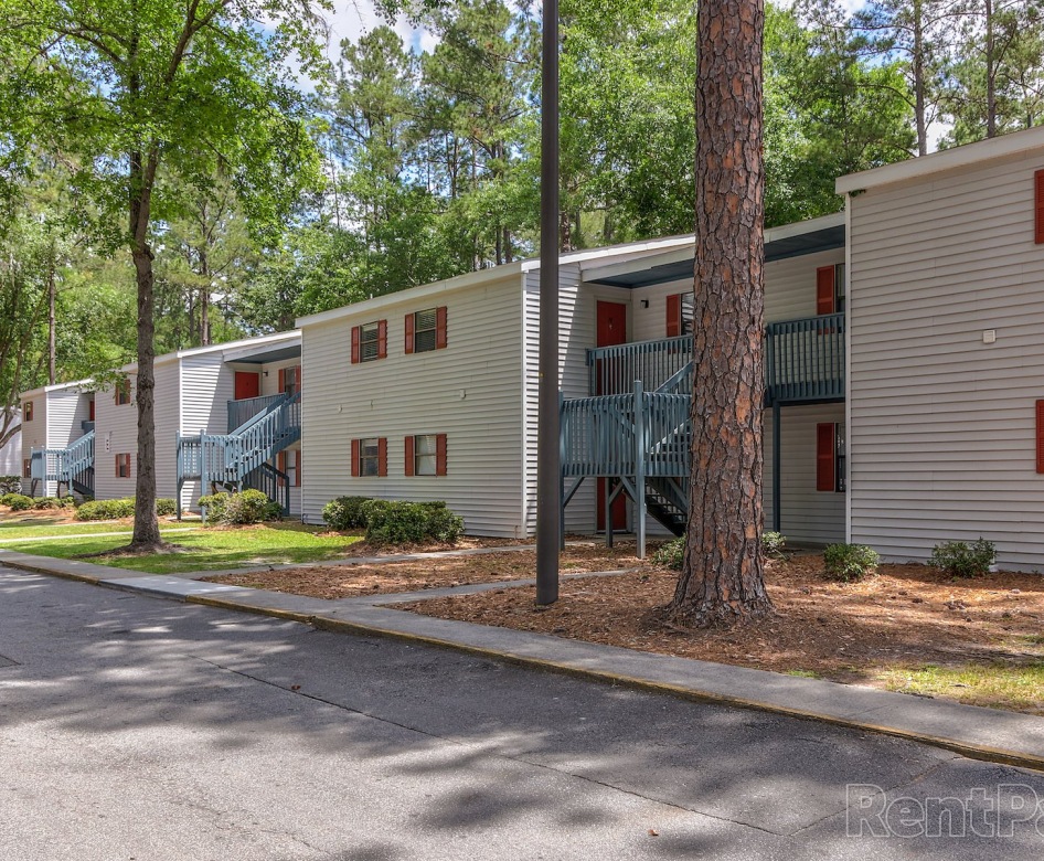 a row of buildings by pine straw and tall trees